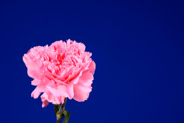 Różowy kwiat goździk na niebieskim tle - obrazy, fototapety, plakaty