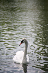 Graceful swan