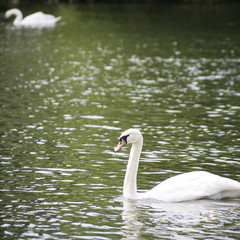 Graceful swan