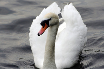 Plakat Graceful swan