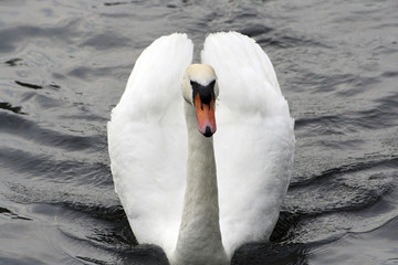 Graceful swan