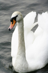 Fototapeta na wymiar Graceful swan