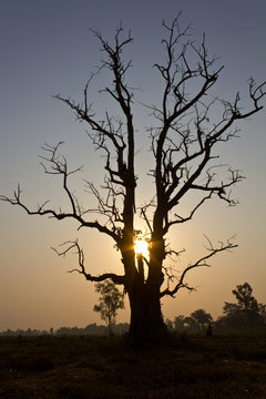 Dead tree silhouette in the sunrise.
