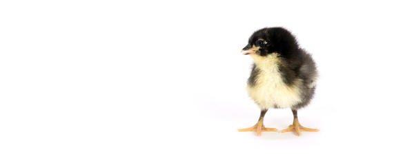 Australorp Chicken
