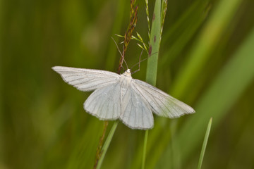 white moth