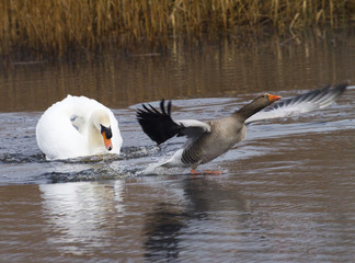 Mute swan chasing off a Greylag goose
