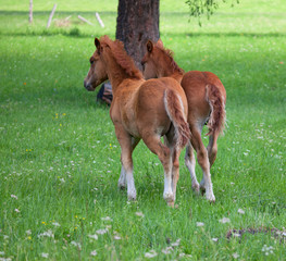 Naklejka na ściany i meble Foals in a meadow