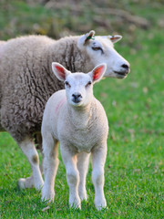 Naklejka na ściany i meble Newborn spring lamb with its mother