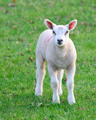 Naklejka na ściany i meble Cute newborn spring lamb