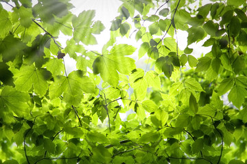 Fototapeta na wymiar Green foliage with sun ray. Nature background