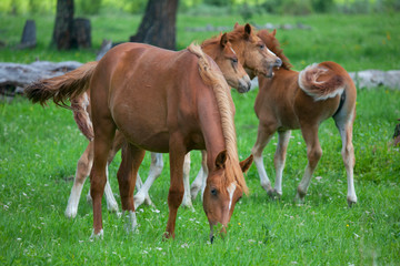 Naklejka na ściany i meble Foals in a meadow