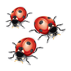 Ladybugs vector illustration. © graphixmania