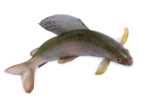 Arctic grayling or trout