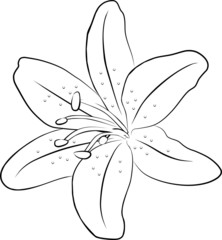 one simple lily flowers - freehand, vector illustration