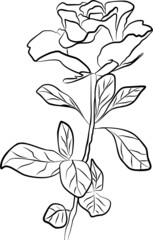 rose silhouette - freehand, vector illustration