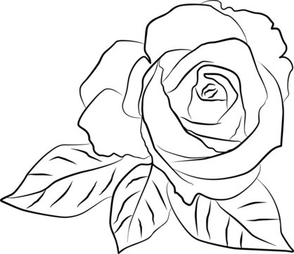 rose silhouette on a white background, vector illustration