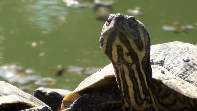 Green turtle