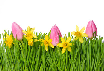 fresh spring narcissus and tulip flowers in green grass