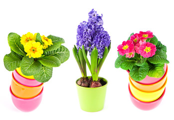 blue hyacinth, pink and yellow primula