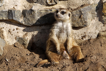 Erdmännchen