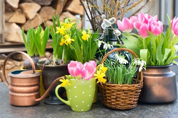 tulips, snowdrops and narcissus blooms