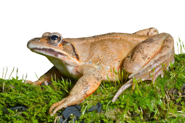 Frog on moss 14