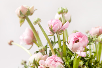 pink Ranunculus