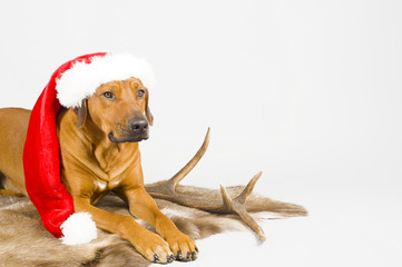 dog with christmas cap on fur, copyspace
