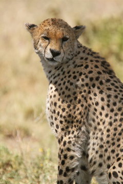 Cheetah winking its eye