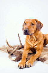 beautiful dog on fur with antler, copyspace