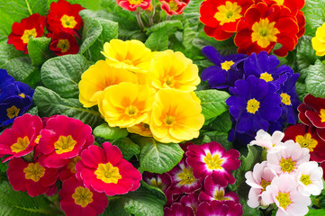 colorful fresh spring primula flowers - obrazy, fototapety, plakaty