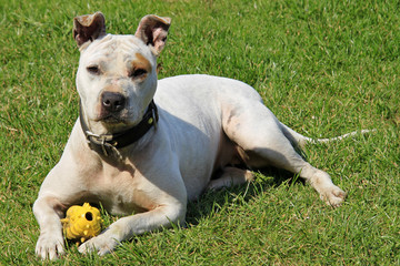 White pitbull