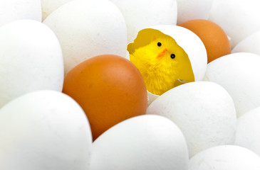 Newborn chicken in shell of egg