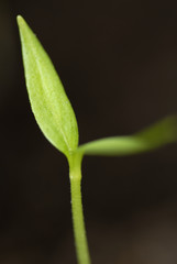 Macro Image of Germinated Pepper Plant.