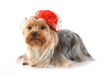 Yorkshire terrier lying  portrait in red hat