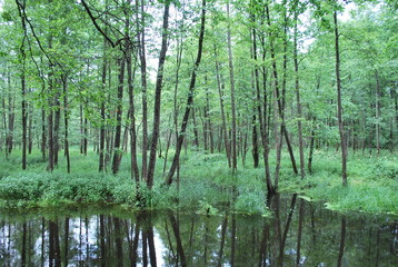 Białowieski Park Narodowy