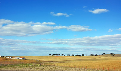 Obraz premium Landscape of alentejo farm, south of Portugal.