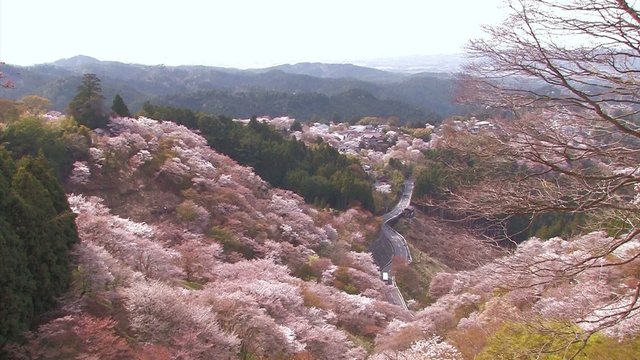 The spring landscape in Mt.Yoshino,Nara Japan_3