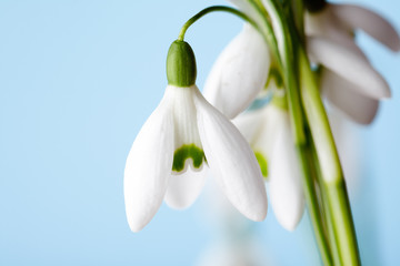 Obraz premium Snowdrop flowers