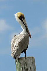 Brown Pelican (Pelecanus occidentalis) Perched on a Dock Piling - Florida