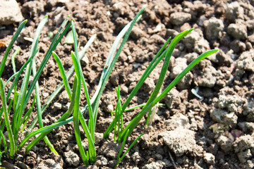 spring sprouted young grass