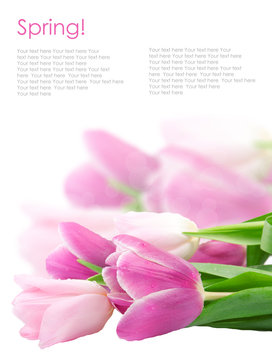 Tulip flowers isolated on white