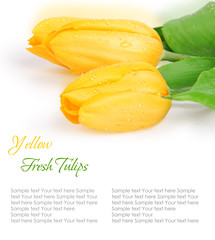 Yellow tulips isolated on white