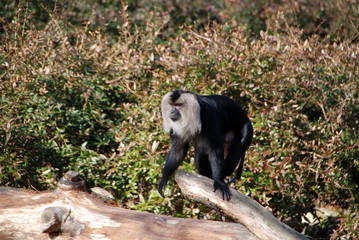 Wanderu oder Bartaffe