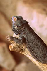 echse