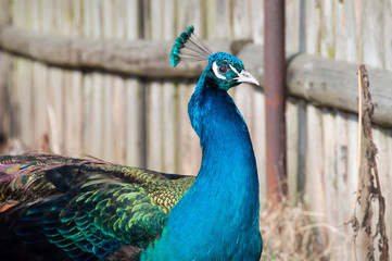 paw przy płocie © agnieszkalll