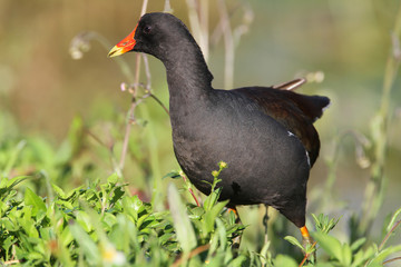 Common Gallinule (Gallinula galeata) - Everglades NP, Florida