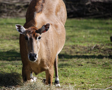 Nilgauantilope Weibchen