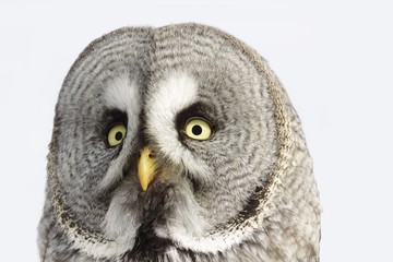 Great Grey Owl or Lapland Owl lat. Strix nebulosa