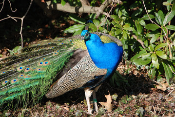 Fototapeta premium Blauer Pfau